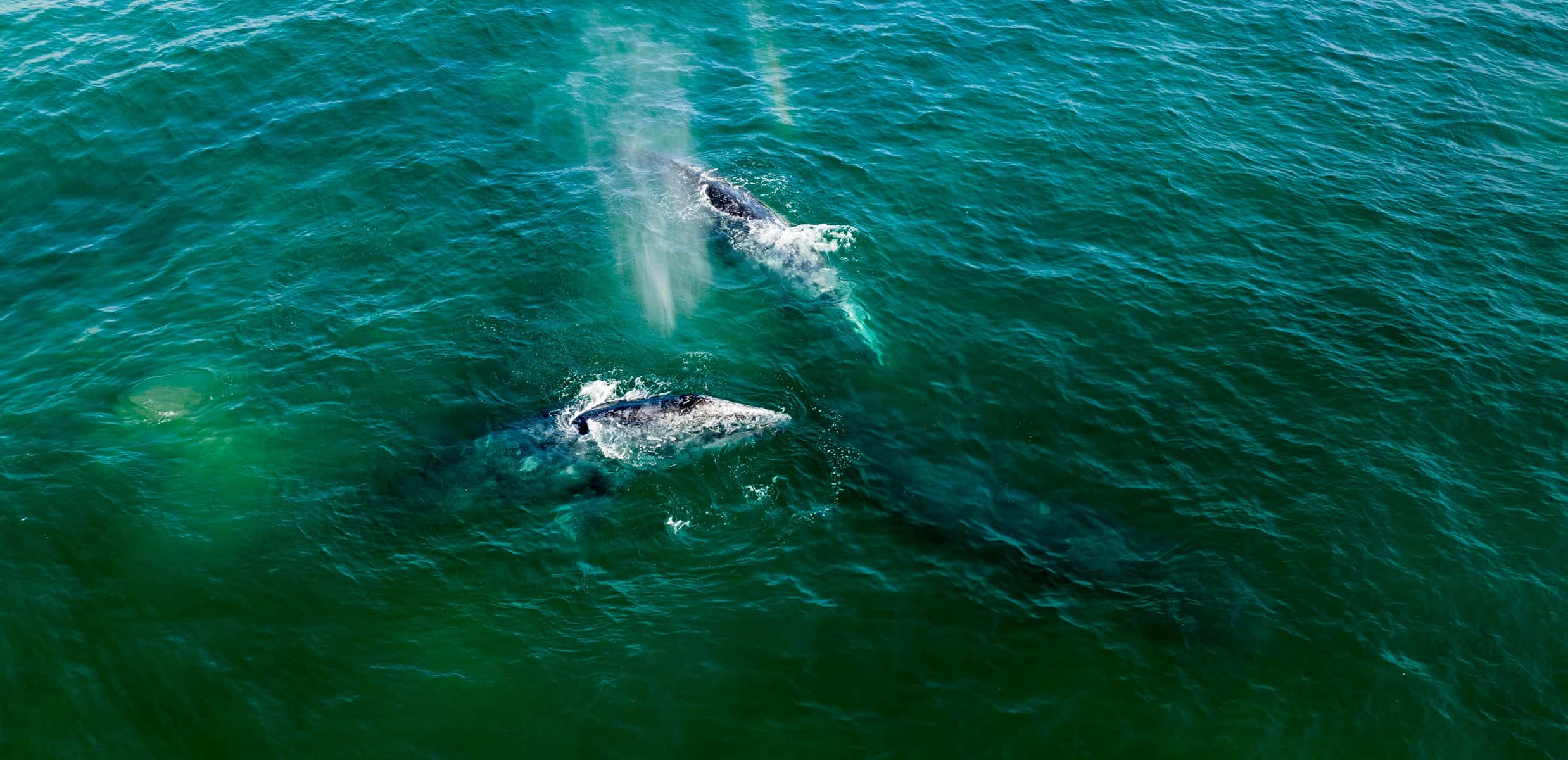 Ballena en el mar de Todos Santos — Ana y José Todos Santos